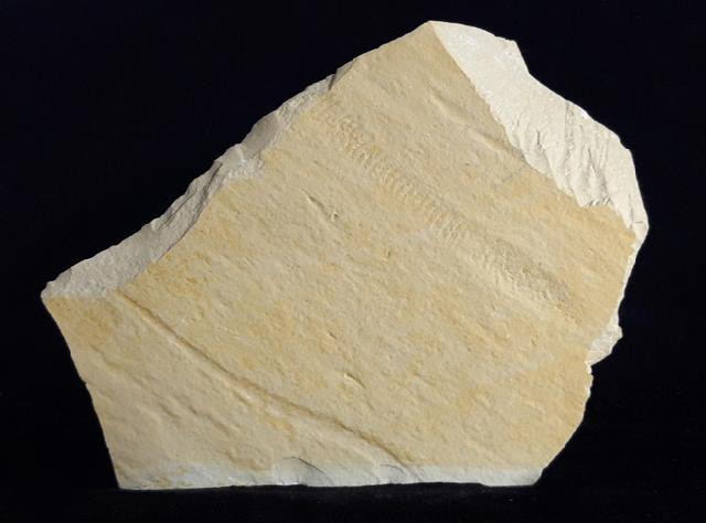 Rollspur eines Ammoniten (Perisphinctes) + Schleifspur indet. - Bild © FossNet FossilienStore